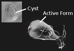 Description: Giardia