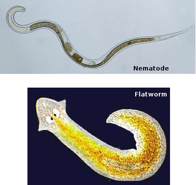 Description: Flat worm and nematode