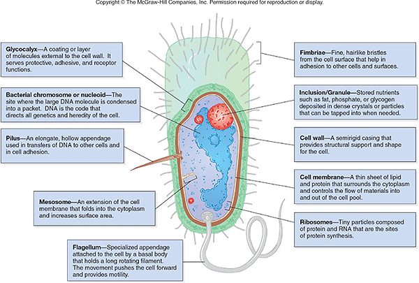 Description: http://water.me.vccs.edu/courses/ENV195Micro/clipart/procaryotic.gif
