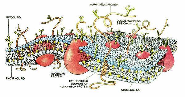 Description: http://water.me.vccs.edu/courses/ENV195Micro/clipart/CellMembraneDrawing.gif