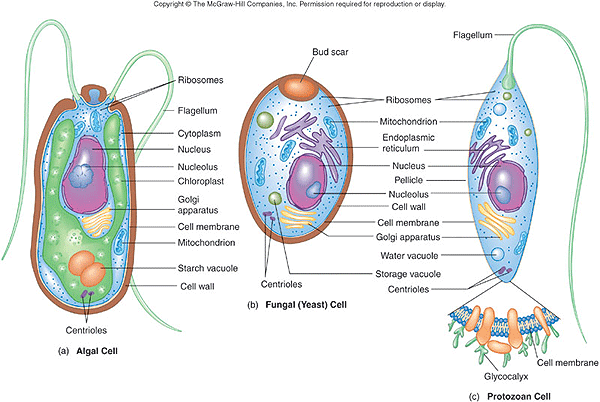 Description: http://water.me.vccs.edu/courses/ENV195Micro/clipart/eucaryotic.gif